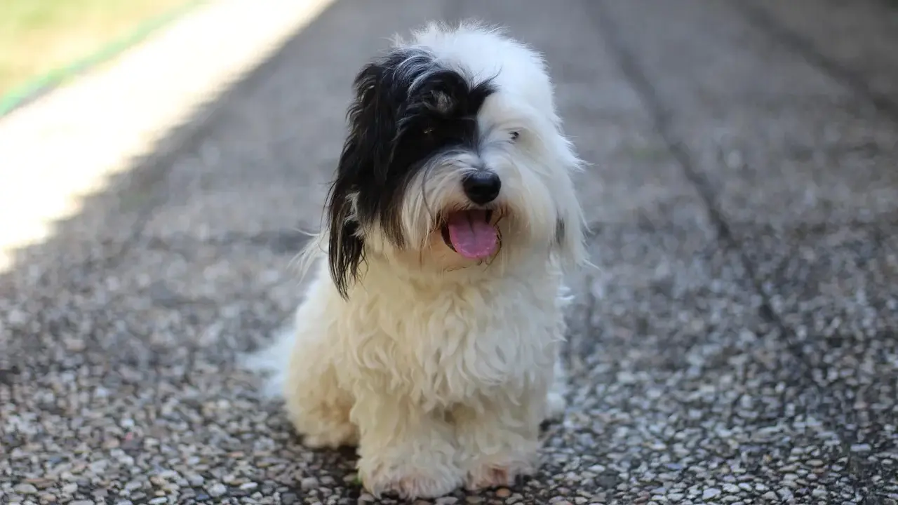 Uroczy coton de tulear z czarną łatką na oku siedzi na kamienistej ścieżce, dysząc z językiem na wierzchu.