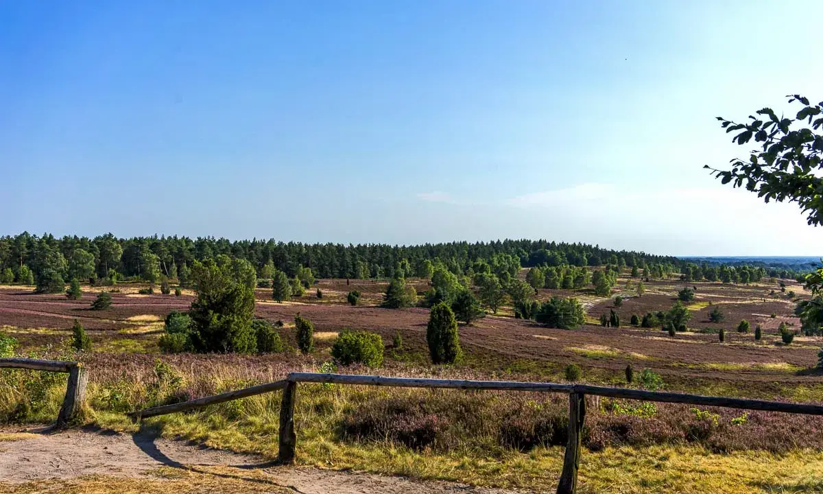 Heidelandschaft mit blühendem Heidekraut und Wald unter blauem Himmel.