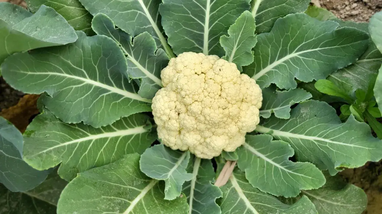 Gros plan d'un chou-fleur prêt à être récolté, entouré de ses grandes feuilles vertes. Un beau spécimen de planter choux fleur.