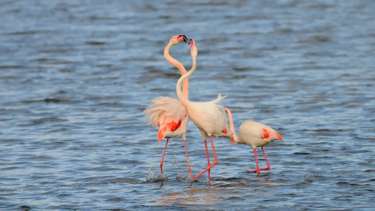 Flamencos en España, dos de ellos con cuellos entrelazados en un tierno gesto, se mueven en aguas tranquilas.
