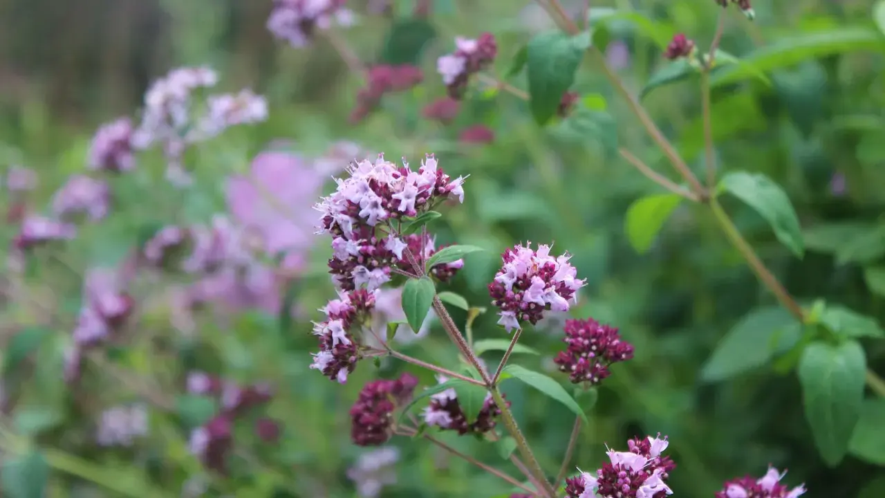 Vackra lila blommor på en ört som är perfekt att odla kryddor med.