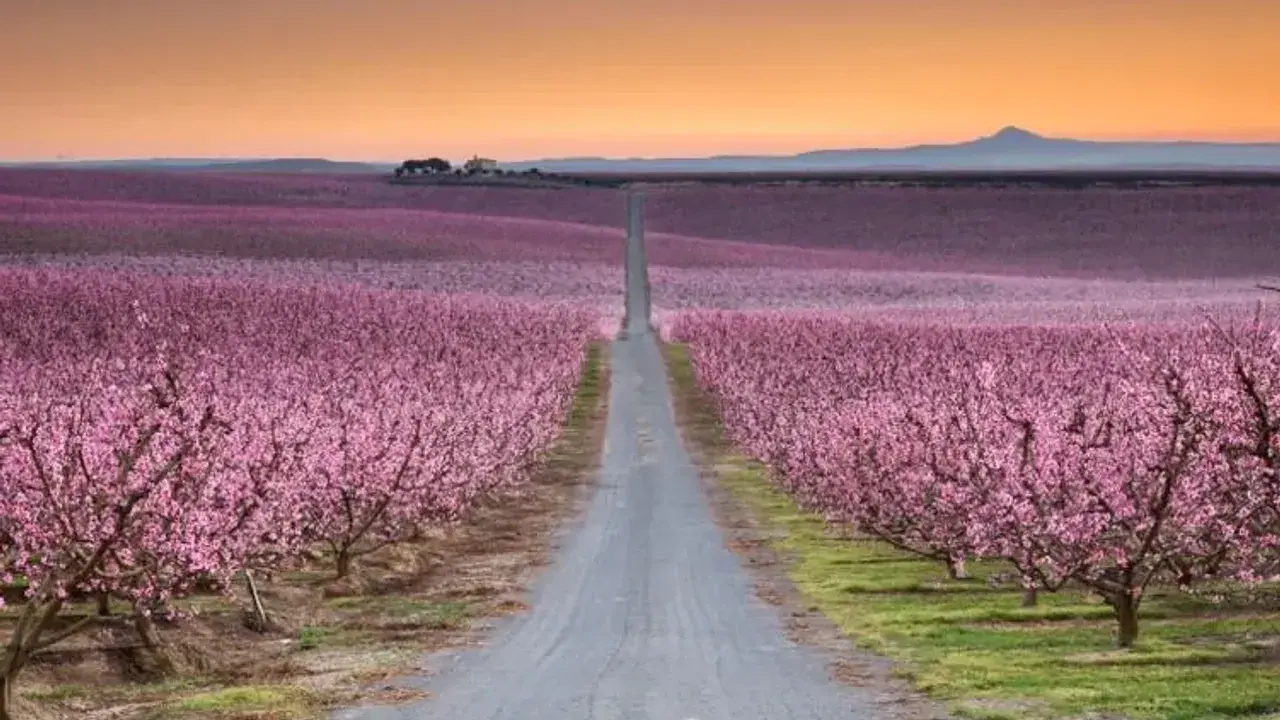 Camino recto entre campos de flores en España, bajo un cielo anaranjado.
