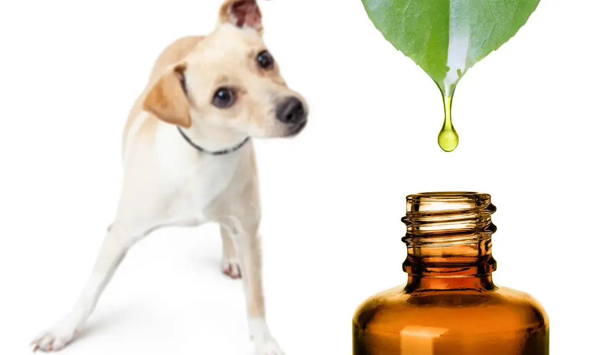 Un chien curieux regarde une goutte d'huile essentielle tomber d'une feuille verte dans un flacon. Une solution naturelle pour l'huile essentielle puce chien.