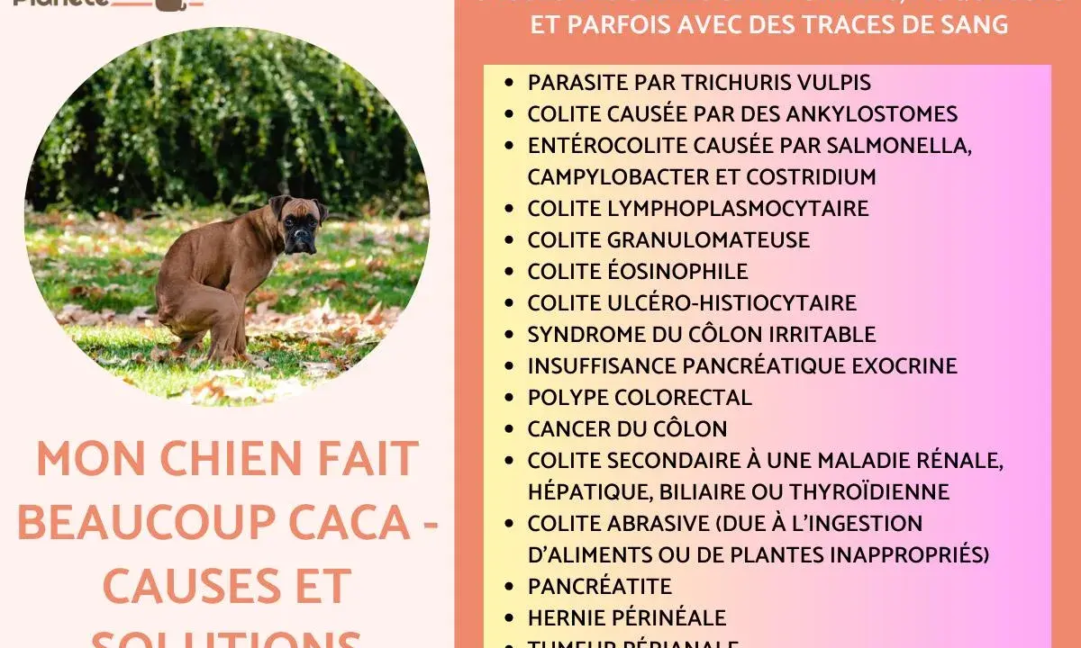 Un boxer brun fait caca dehors, sur l'herbe et les feuilles mortes. Mon chien fait beaucoup caca, voici les causes et solutions.