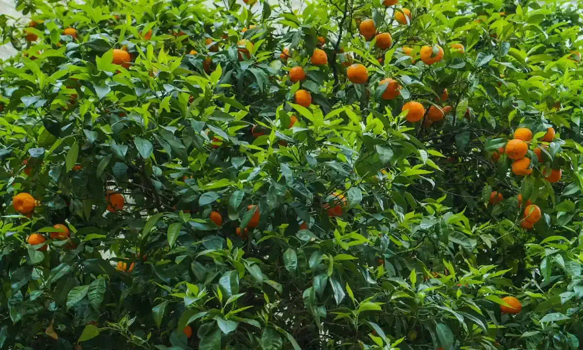 Un luxuriant mandarinier en pot, couvert de feuilles vertes vives et de nombreux fruits orange mûrs, promet une récolte savoureuse.