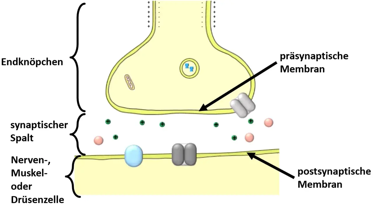 Synaptischer Spalt zwischen prä- und postsynaptischer Membran. Neurotransmitter-Vesikel im Endknöpfchen warten auf Freisetzung.