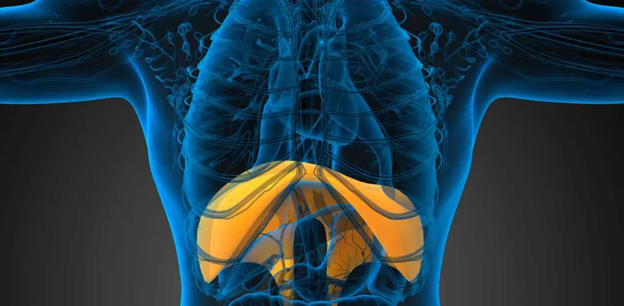 Anatomia umana con evidenziato l'emidiaframma destro sollevato, parte del sistema respiratorio.