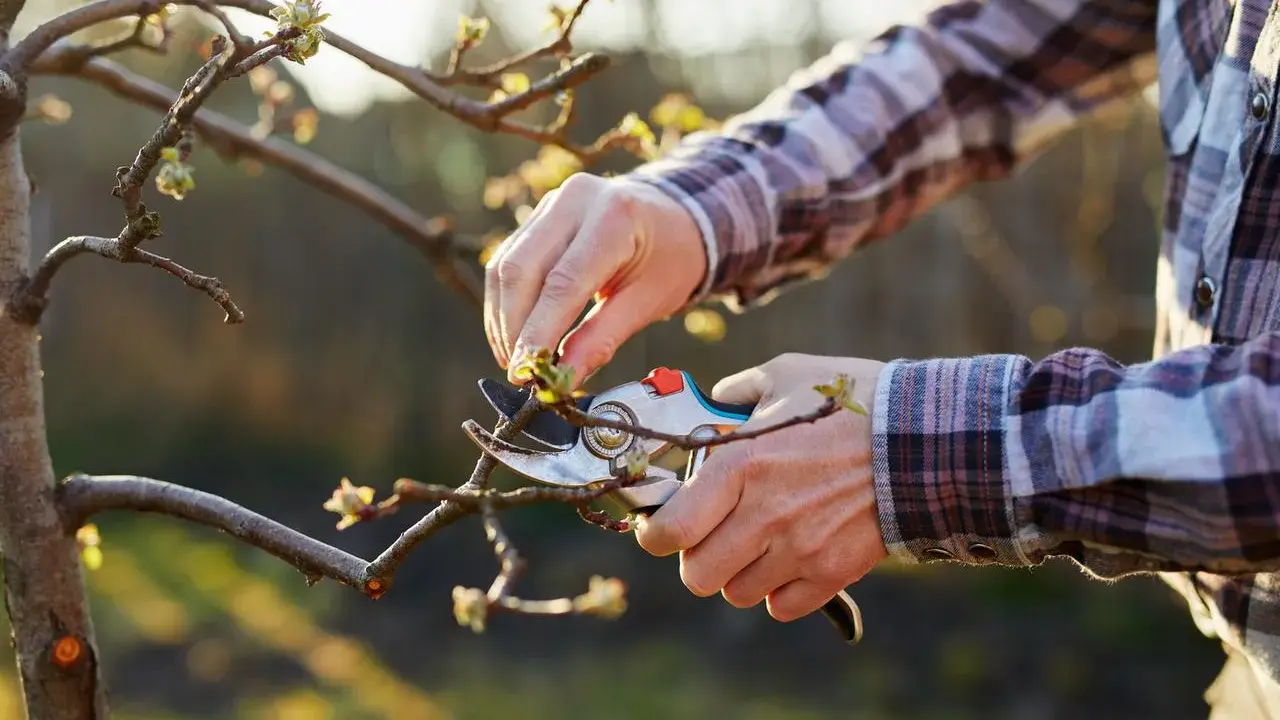 Quand tailler un pommier : des mains expertes utilisent un sécateur pour élaguer un jeune arbre, préparant la saison des fruits.
