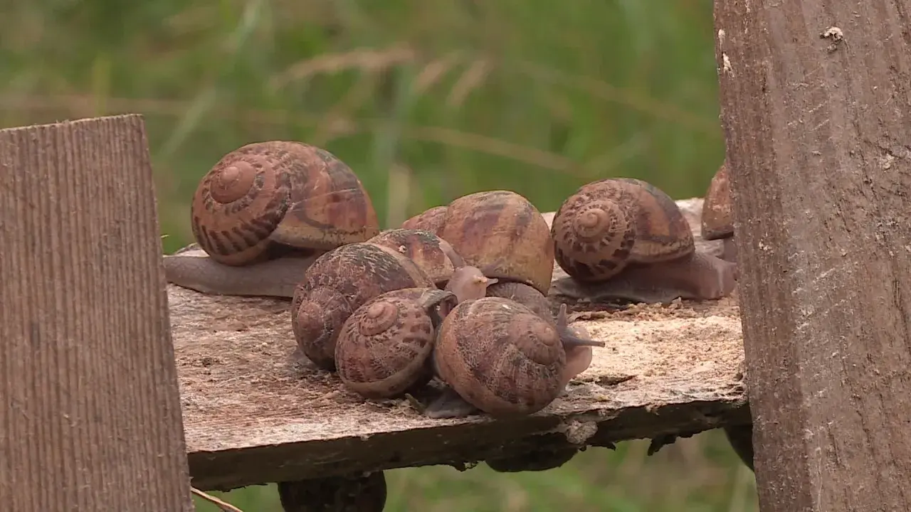 Un groupe d'escargots se repose sur une planche de bois. Ils semblent ignorer les méthodes de répulsif escargot naturel, se rassemblant joyeusement.