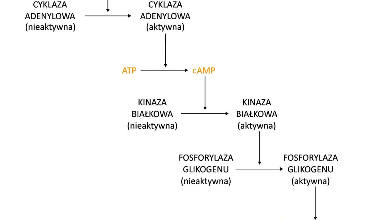 Schemat szlaku aktywacji glikogenolizy przez adrenalinę, prowadzącego do uwolnienia glukozy. Proces ten nie jest bezpośrednio związany z glukoneogenezą.
