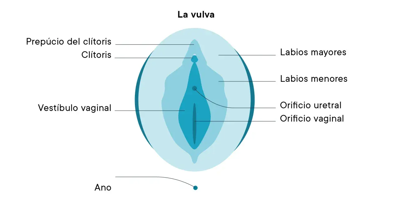 Diagrama de la vulva, mostrando el prepucio del clítoris, clítoris, labios mayores, labios menores, vestíbulo vaginal, orificio uretral y orificio vaginal.