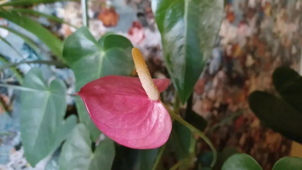 Różowy kwiat anturium, znany jako flamingo flower, z żółtym kielichem na tle zielonych liści i kolorowego tła.