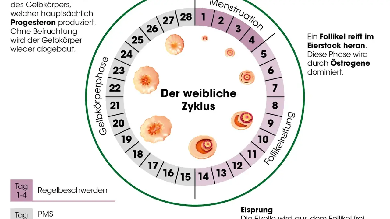 Der weibliche Zyklus: Menstruation, Follikelreifung, Eisprung, Gelbkörperphase. Rauchen kann die Periode beeinflussen.