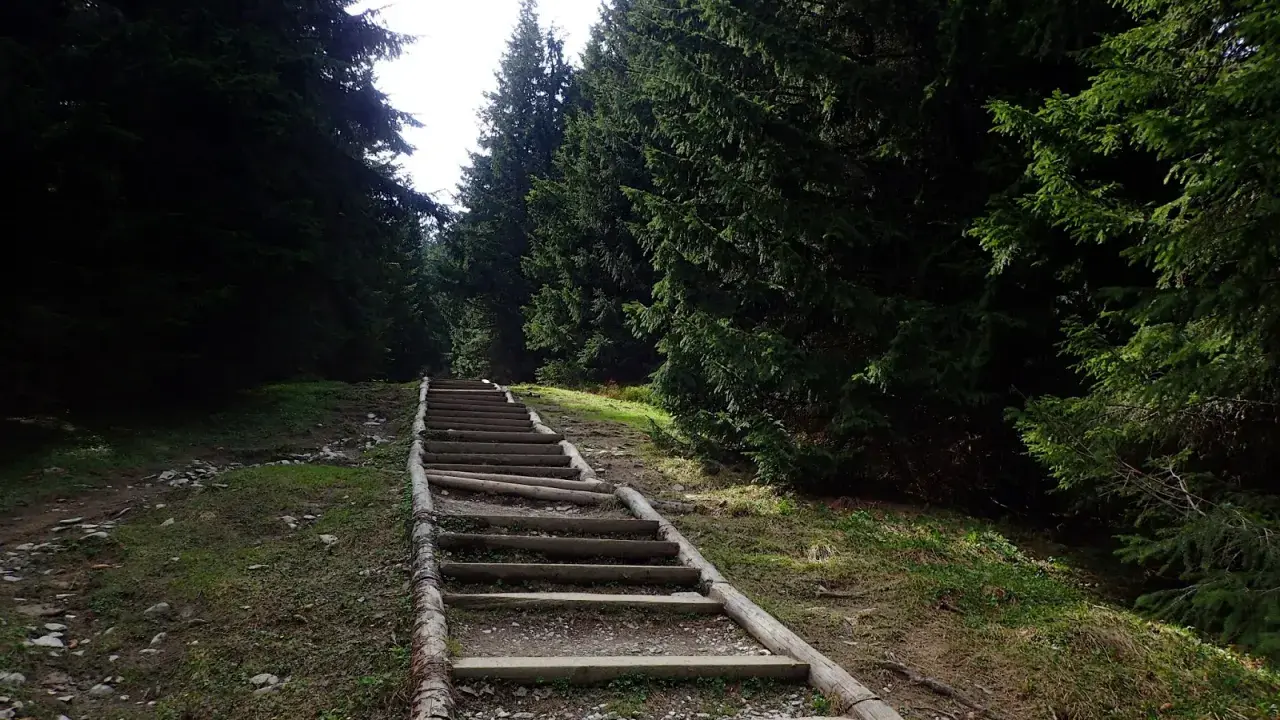Długie, drewniane schody w lesie, jak gęsia szyja, wiodą w górę.