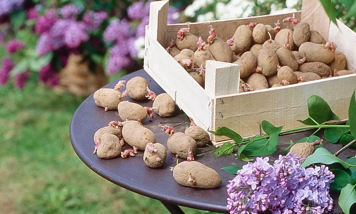 Un tableau variété de pommes de terre germées sur une table, avec des lilas en arrière-plan.