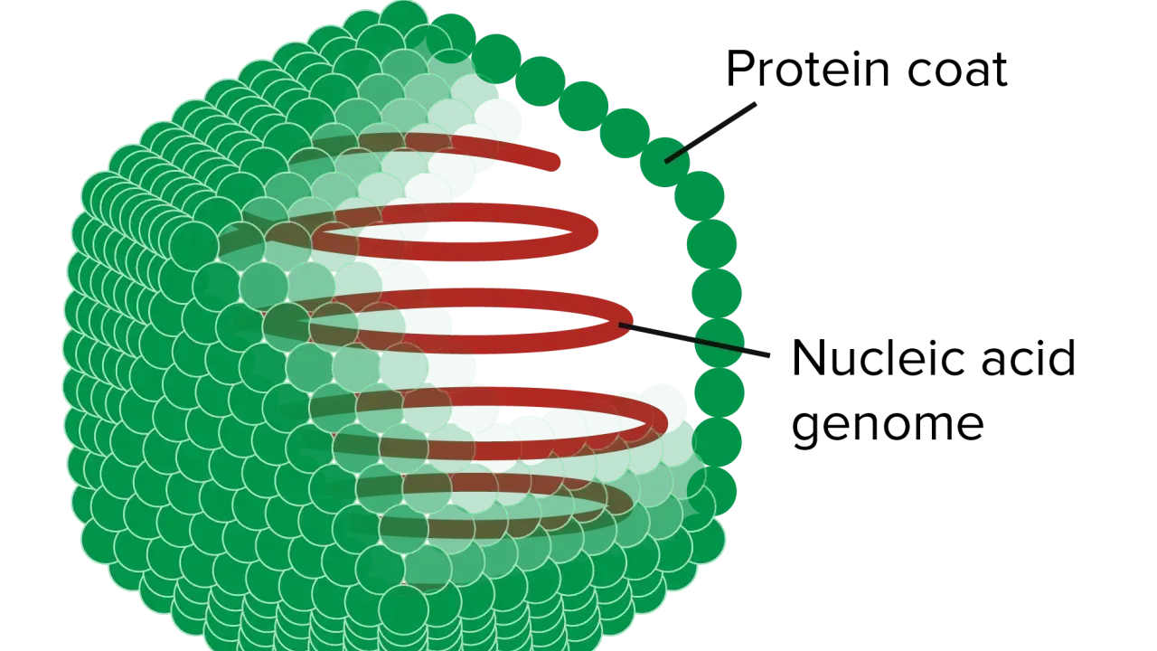 Struktur eines Virus: grüne Proteinhülle um ein rotes Nukleinsäure-Genom. Diese komplexen Zeichen des Lebens sind winzig.
