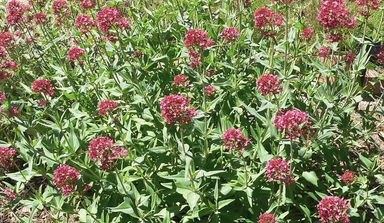 Un parterre de valériane des jardins toxique, aux fleurs denses d'un rouge profond, se déploie sous un soleil éclatant.