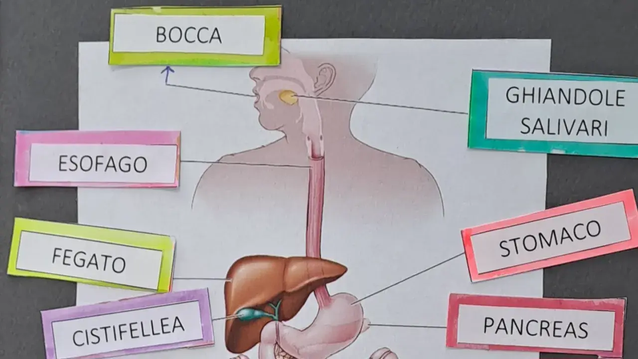 Lapbook apparato digerente: bocca, ghiandole salivari, esofago, fegato, cistifellea, stomaco e pancreas illustrati.