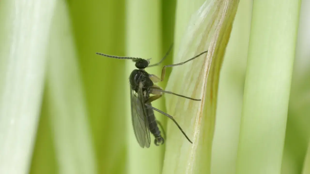 Mały czarny owad, ziemiórka, na zielonej łodydze. W jakiej temperaturze giną ziemiórki? Powyżej 30°C larwy zaczynają obumierać.