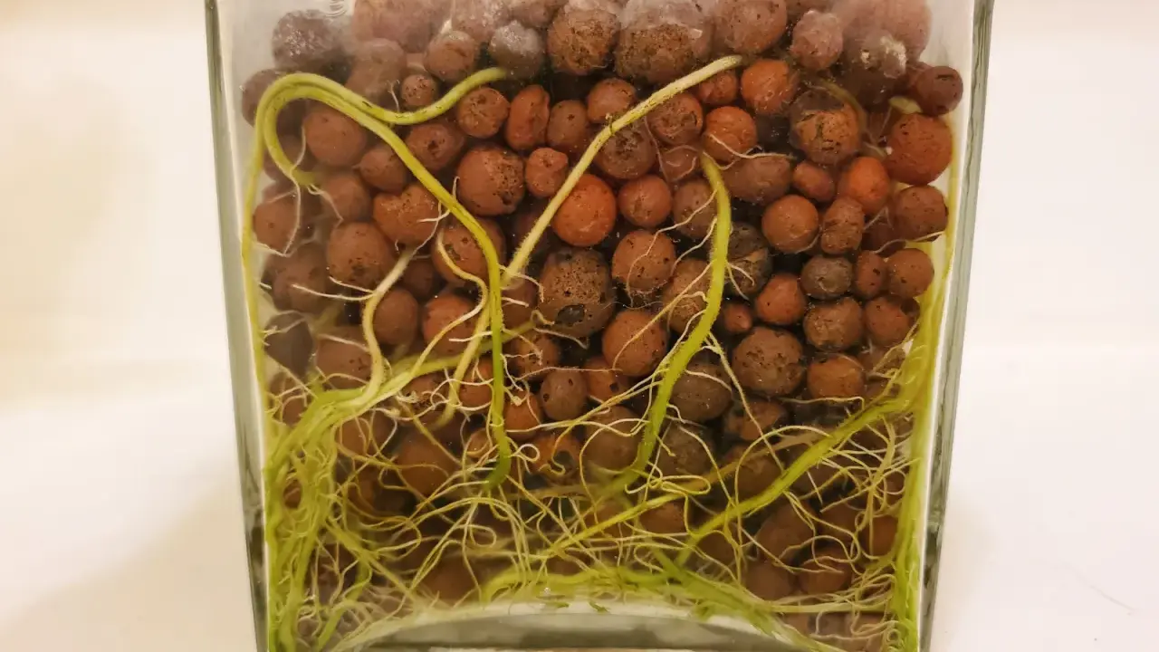 Roślina w szklanym wazonie z widocznymi korzeniami, które oplatają kulki keramzytu zamiast kory.