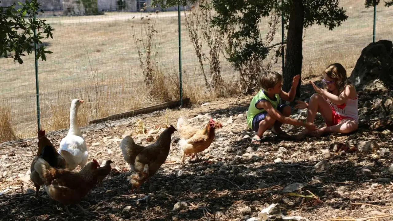 Bambini giocano in una masseria didattica in Puglia, circondati da galline e un'oca.