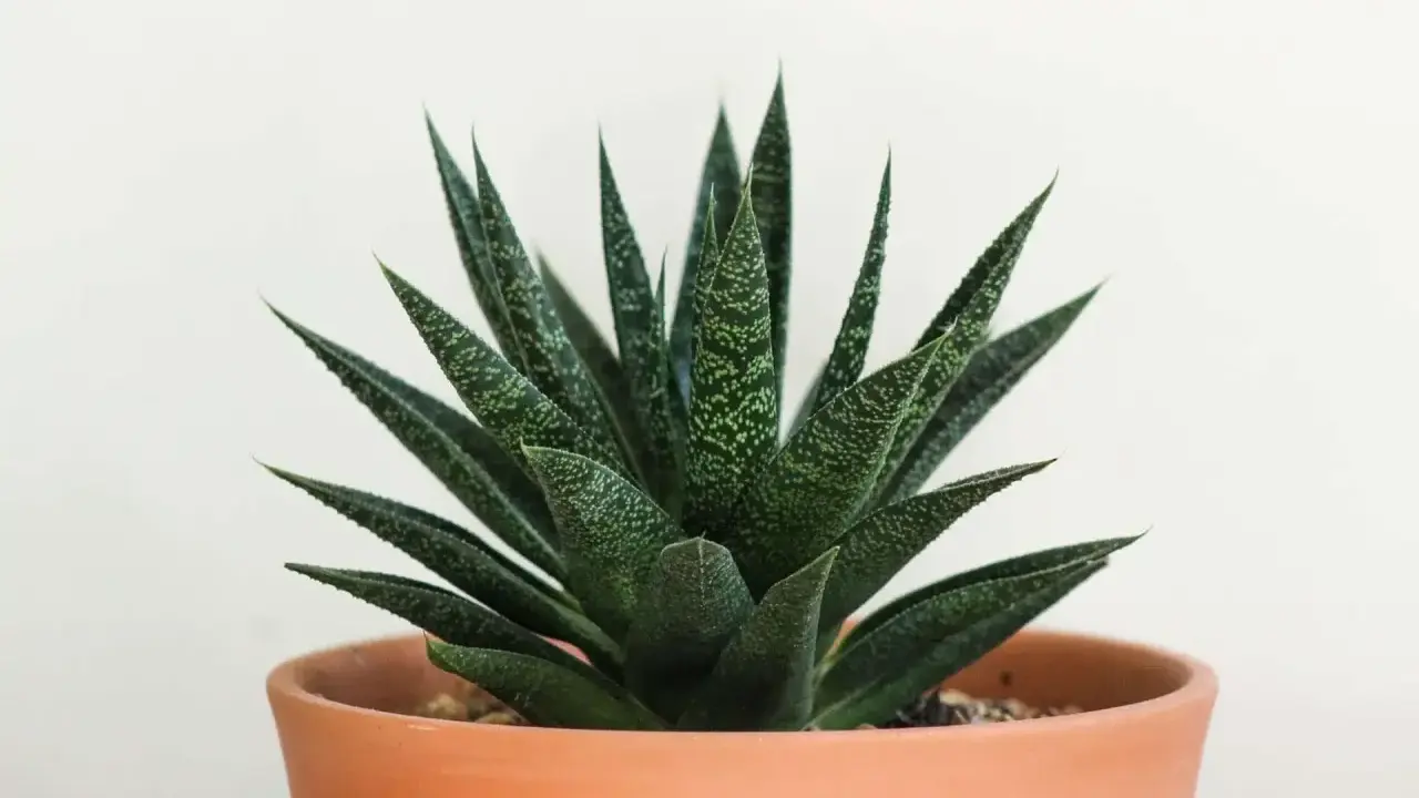 Zielony aloes w terakotowej doniczce. Czy aloes to kaktus? Nie, to sukulent, choć często mylony z kaktusem.