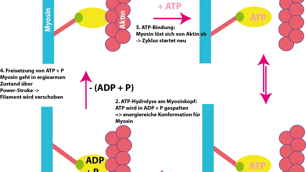 Der Zyklus der Muskelkontraktion: Myosinköpfchen binden an Aktin, spalten ATP zu ADP+P, schwenken vor und lösen sich dann wieder.