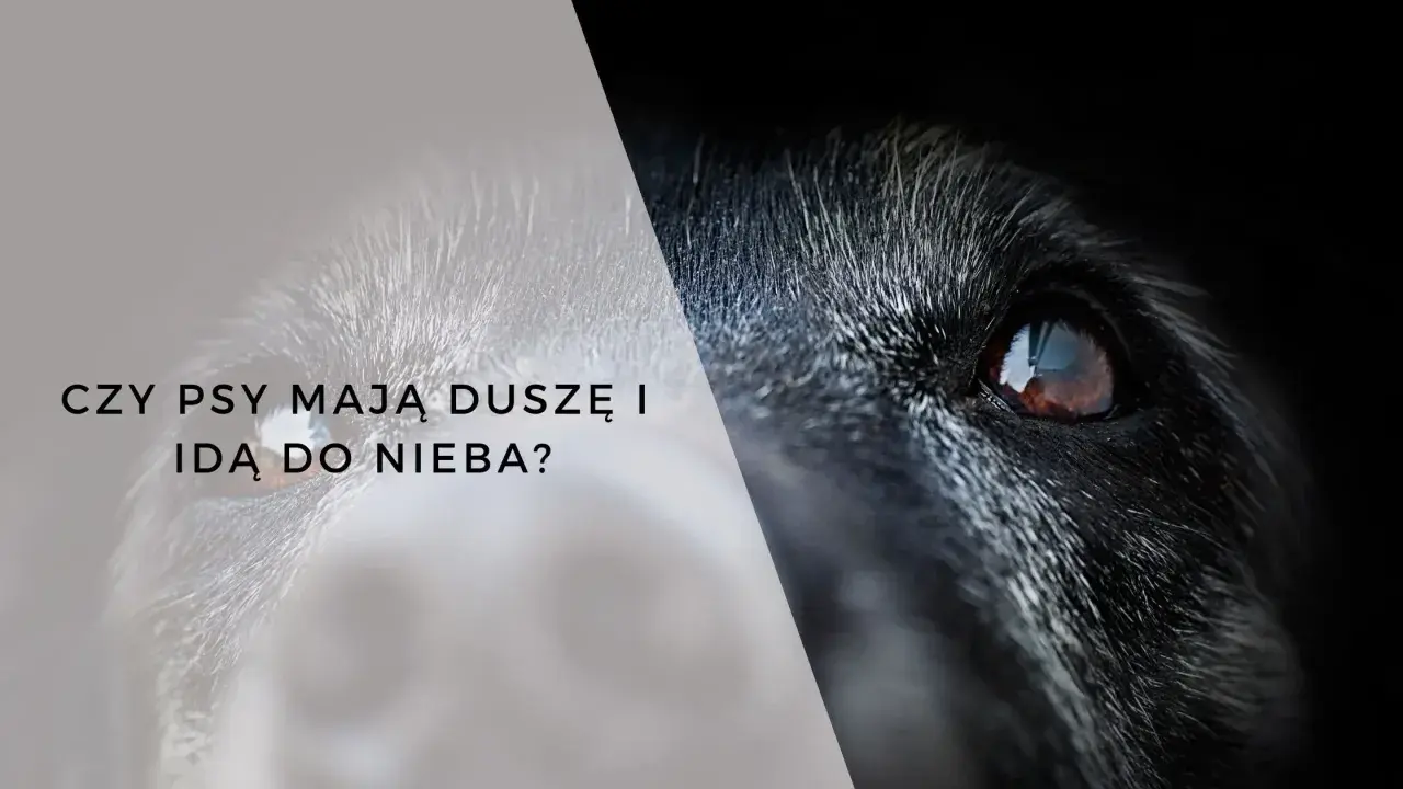 Oko psa, symbolizujące jego duszę w domu, spogląda z ciemności.
