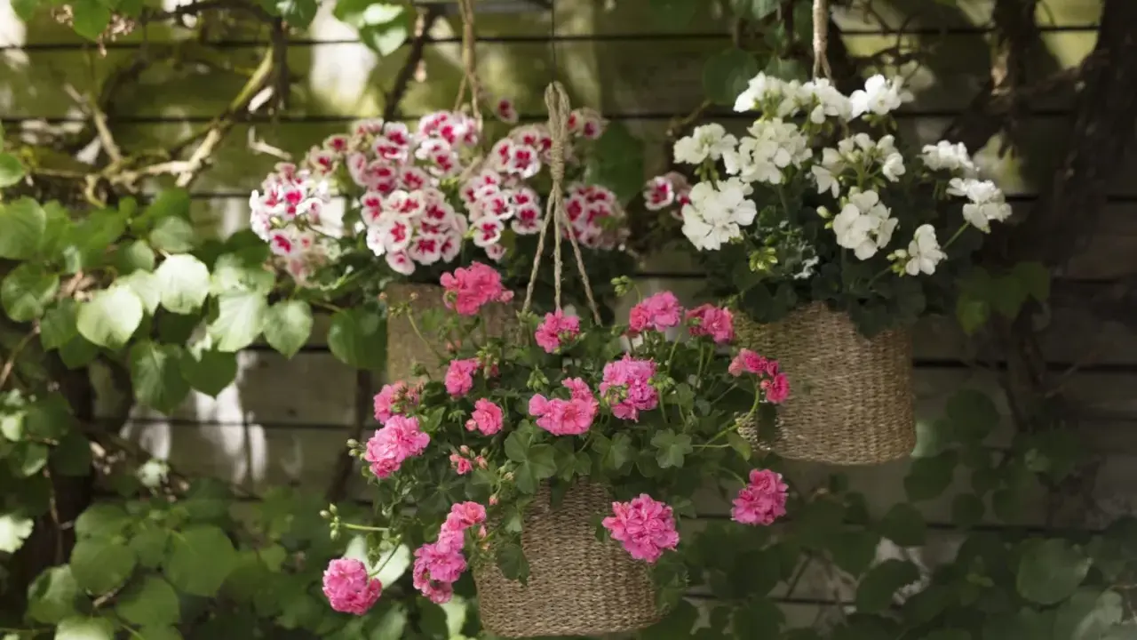 Hängande ampel med blommor i rosa och vitt. En vacker ampel blomma som lyser upp trädgården.