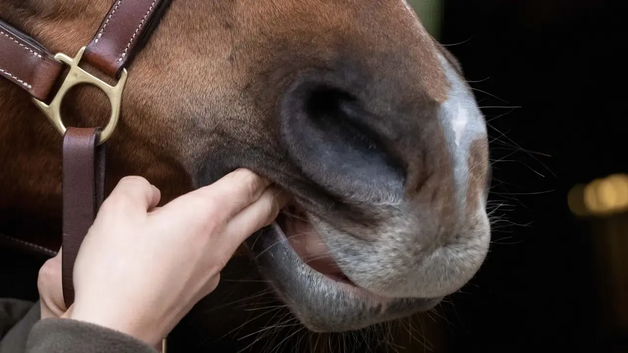 Eine Hand prüft das Maul eines Pferdes, um das gebiss richtig verschnallen zu können.