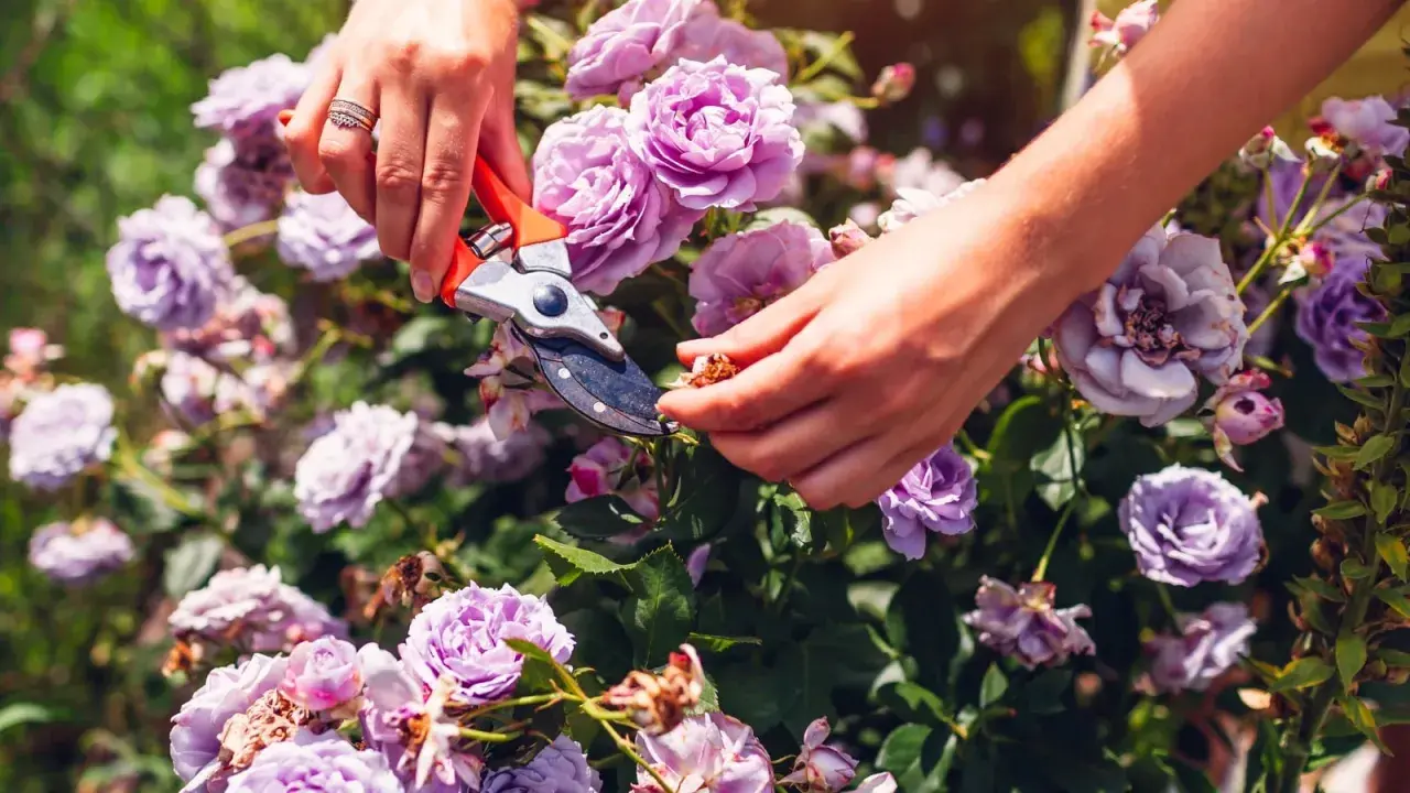 Hands using pruning shears to deadhead roses, removing spent blooms to encourage new growth.