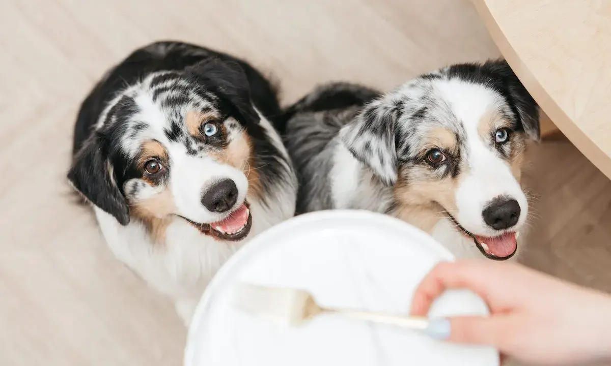 Deux bergers australiens aux yeux magnifiques attendent avec impatience leur nourriture.