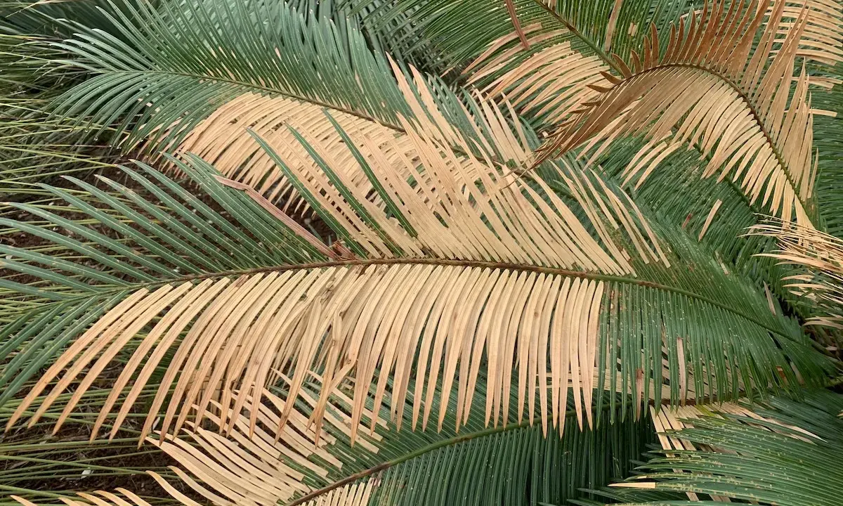 Feuilles d'un cycas revoluta extérieur, certaines vertes et d'autres jaunies, créant un contraste saisissant.