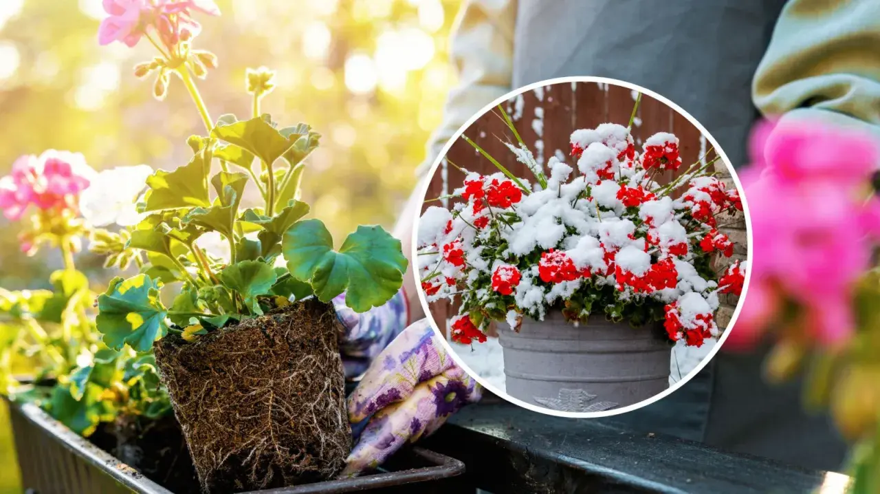 Kiedy sadzić pelargonie? Wiosną, gdy minie ryzyko przymrozków. Unikaj sadzenia w śniegu, jak na zdjęciu!
