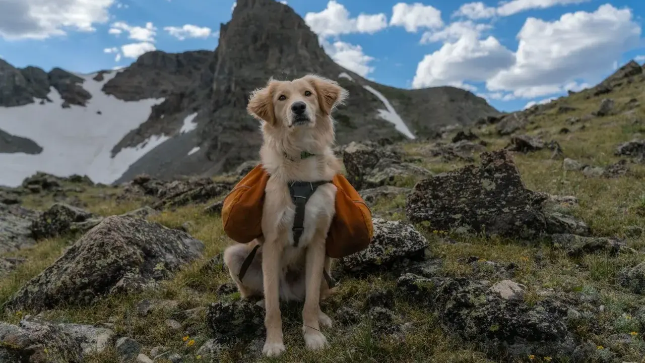 Zakopane z psem: Gdzie legalnie w Tatry? Uniknij mandatu!
