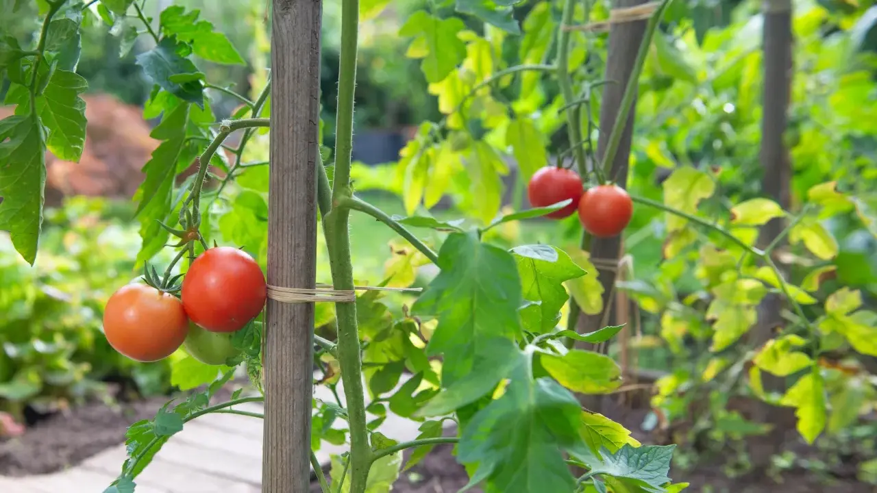 Des tomates rouges mûres pendent de tiges vertes, soutenues par des piquets en bois. Ces variétés de tomates rampantes promettent une récolte savoureuse.