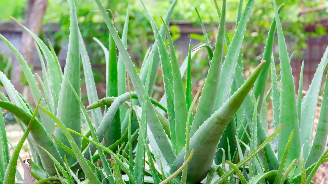 Un folto gruppo di piante di aloe vera, note per i loro benefici per la pelle, con foglie verdi carnose e bordi seghettati.