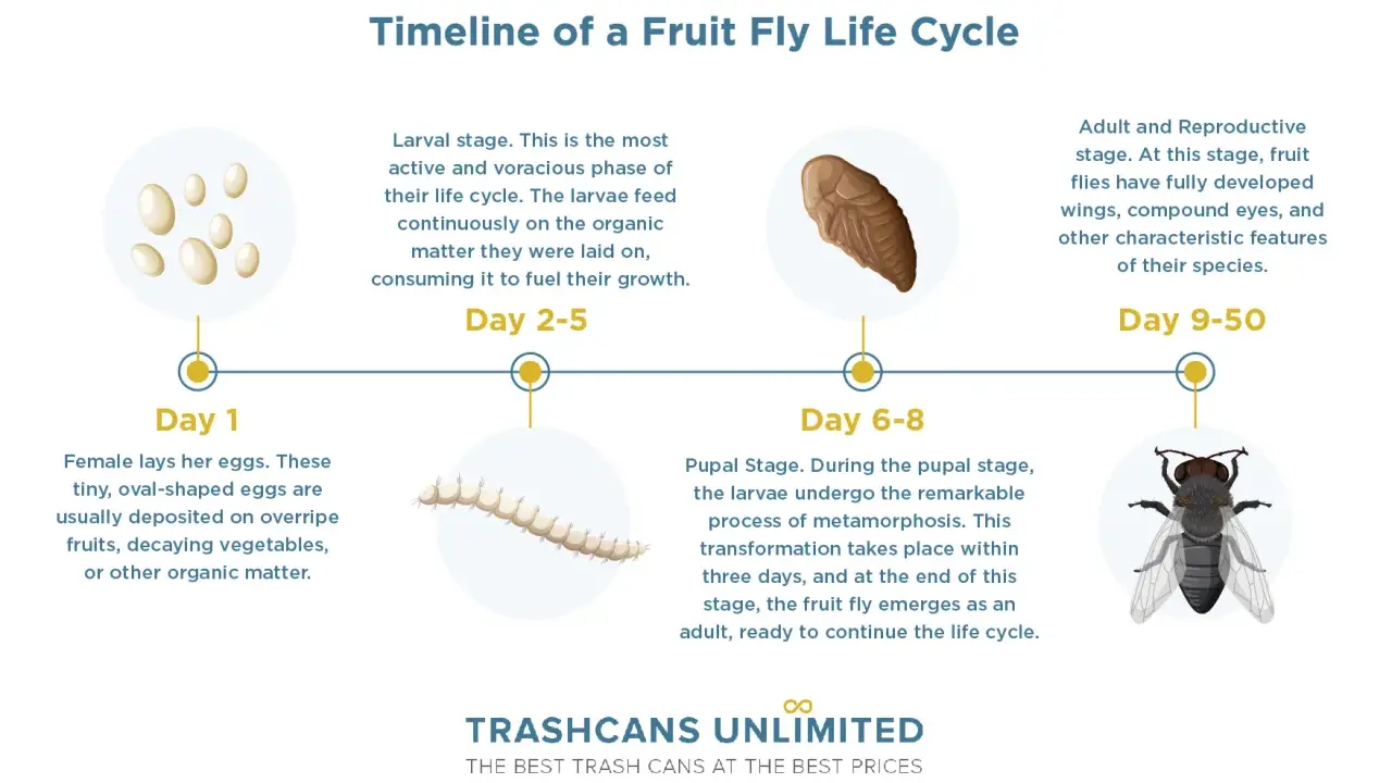 Timeline of a fruit fly life cycle: eggs, larvae, pupa, and adult fly. This shows the complete transformation from tiny eggs to a mature insect.