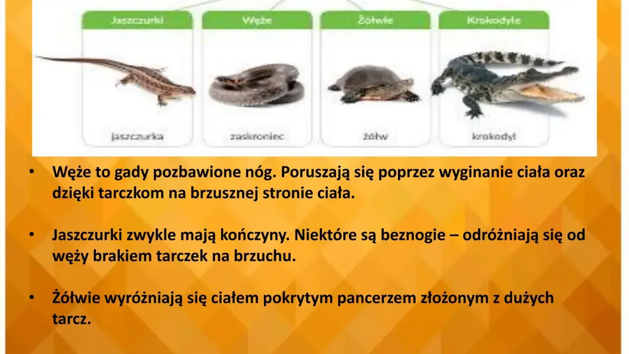 Żółw: Gad czy płaz? Poznaj 4 kluczowe różnice!