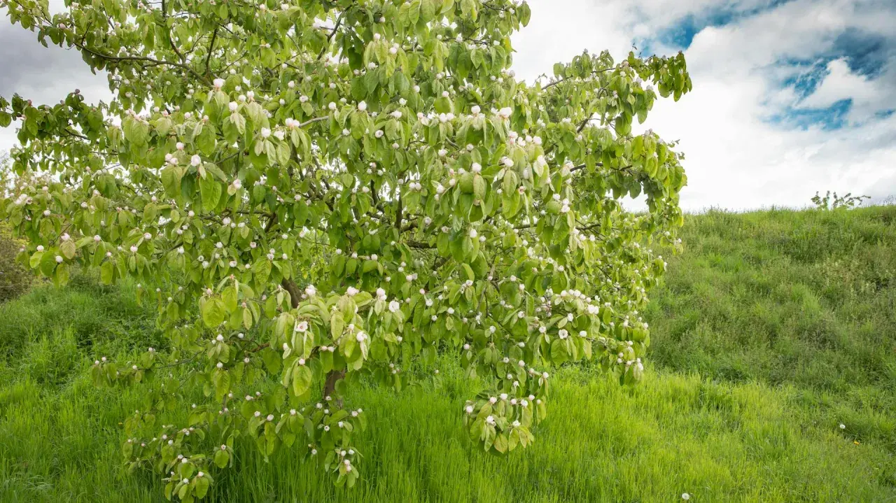 Ein blühender Quittenbaum im Frühling, bereit für den Quittenbaum schneiden. Grüne Wiese und bewölkter Himmel.