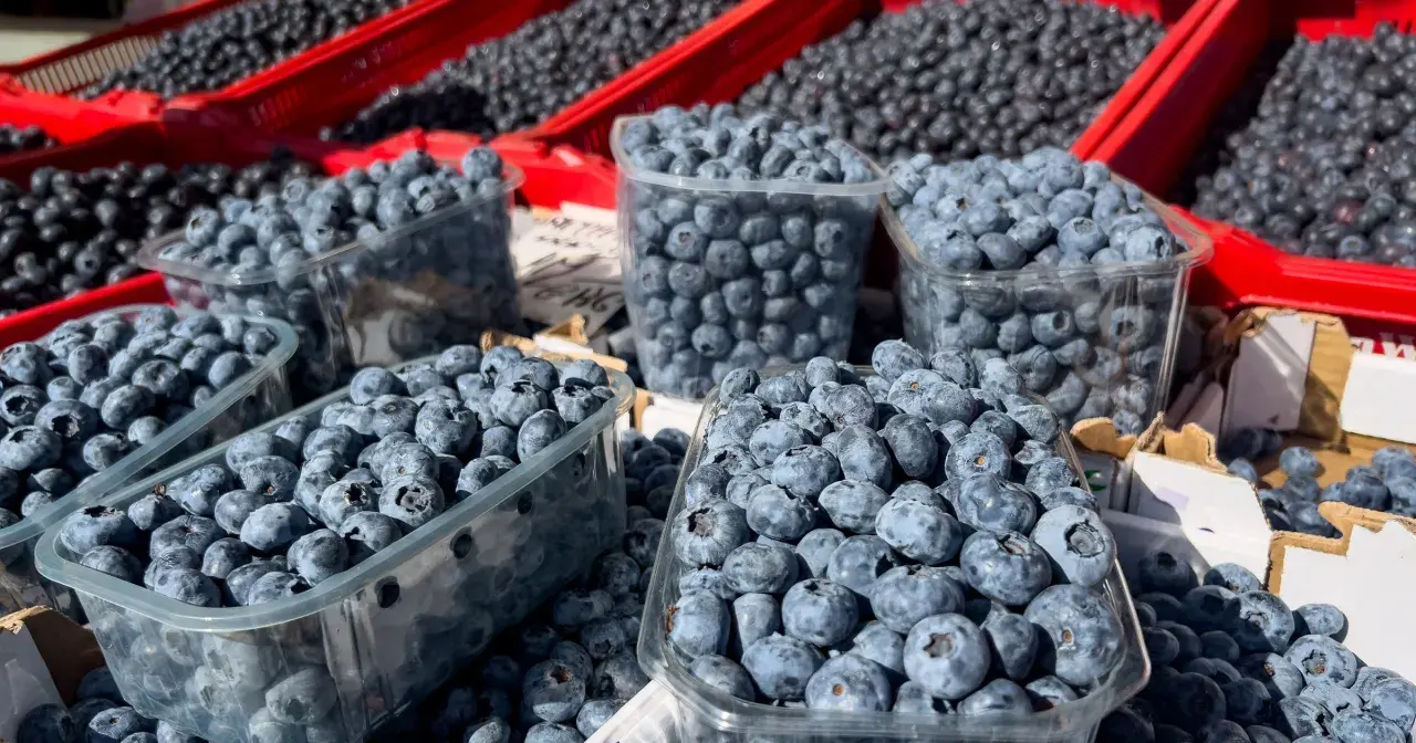 Mnóstwo borówek amerykańskich w plastikowych pojemnikach i czerwonych skrzynkach. Pamiętaj o borówka amerykańska przeciwwskazania, jeśli masz problemy z krzepliwością krwi.