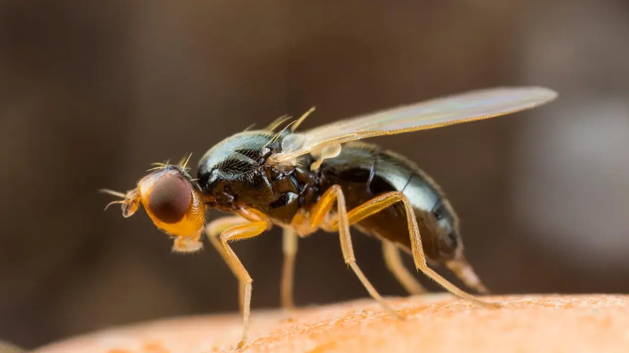 Gros plan d'une mouche de la carotte, un nuisible dont le traitement naturel est recherché par les jardiniers.