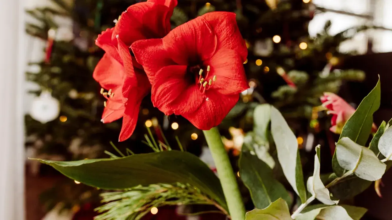 Två röda amaryllisblommor med julgran och ljus i bakgrunden. En påminnelse om hur vattnar man amaryllis för att den ska trivas.