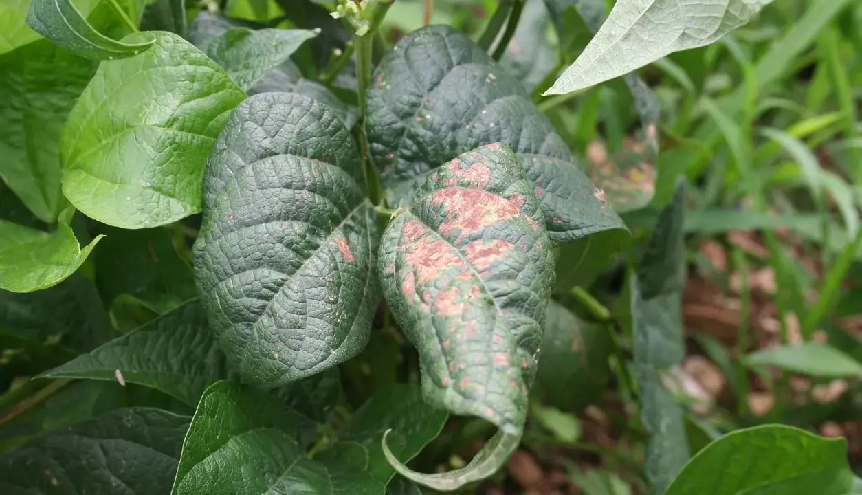 Feuilles de haricots verts atteintes de mildiou, présentant des taches brunâtres et une déformation.