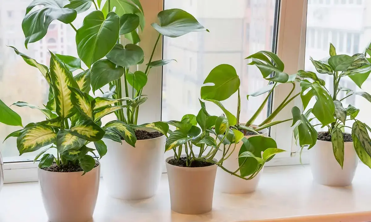 Zielone, bujne kwiaty na parapecie tworzą domową dżunglę. Monstera, difenbachia i epipremnum pięknie prezentują się w białych doniczkach.