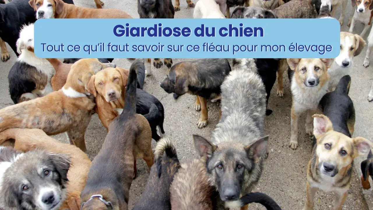 Un groupe de chiens, certains semblant malades, avec un bandeau "Giardiose du chien : tout ce qu'il faut savoir sur ce fléau pour mon élevage".