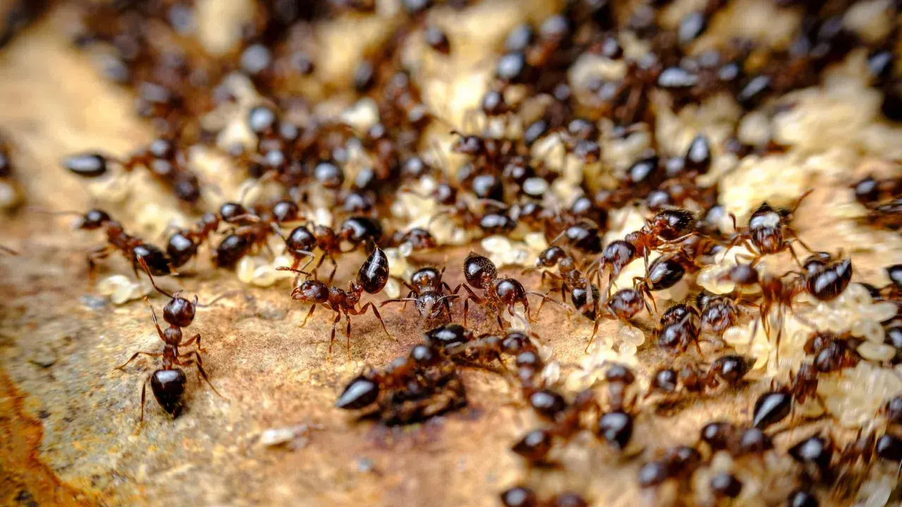 A swarm of ants, some carrying larvae, move across a textured surface. Their antennae are raised, hinting at why do ants smell and communicate.
