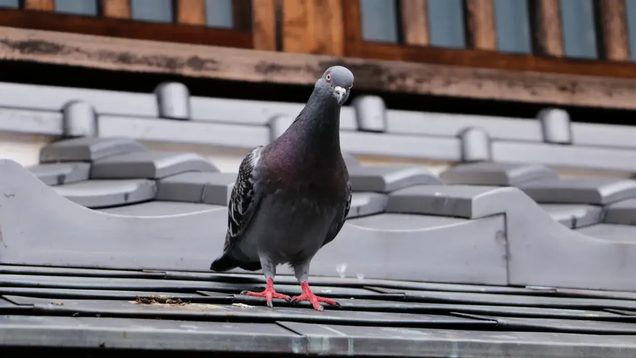 Paloma gris posada en un tejado, quizás buscando un repelente para palomas casero para ahuyentarla.