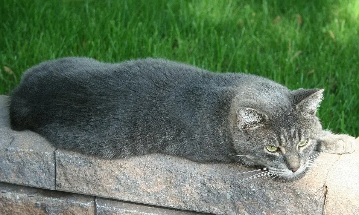 Szary kot manx, z zielonymi oczami, leży na kamiennym murku na tle zielonej trawy.