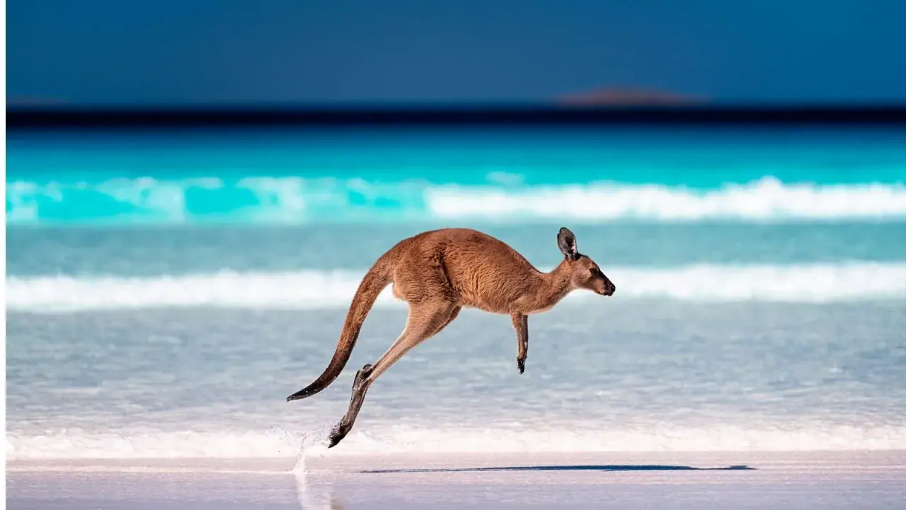 Kangur w skoku na plaży, symbol dzikich zwierząt w Australii. Błękitne morze i biały piasek tworzą tło dla tego niezwykłego widoku.